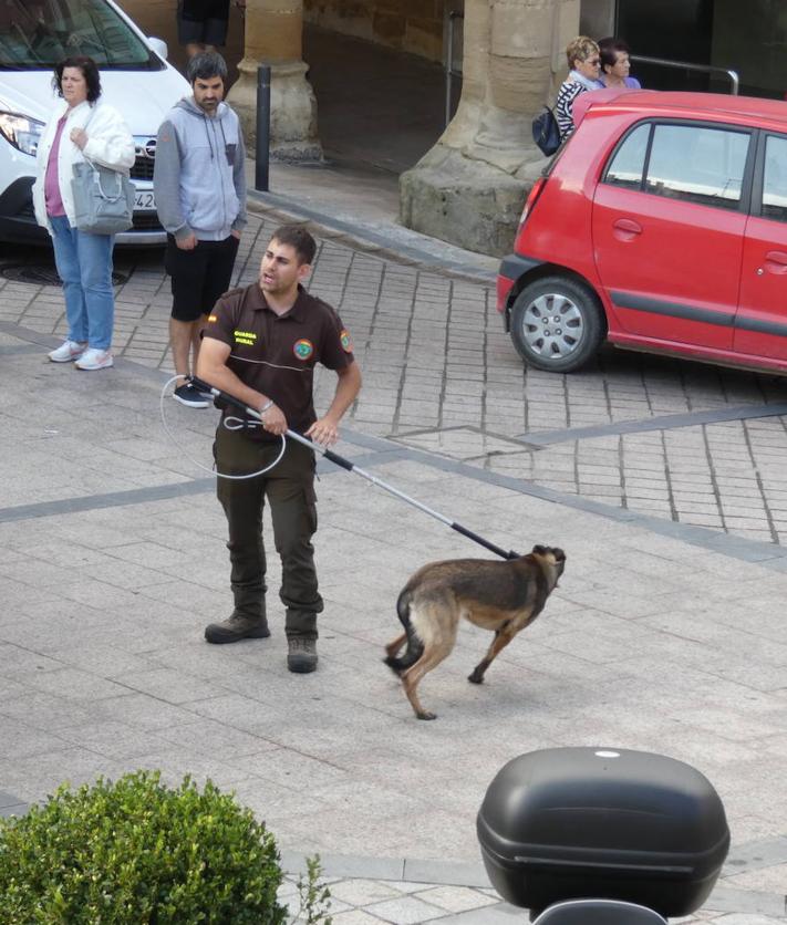 Imagen secundaria 2 - Susto en la plaza de la Paz de Haro por un perro fuera de control