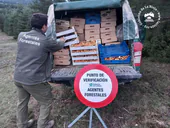 Decomisados 400 kilos de setas a un grupo organizado en La Rioja