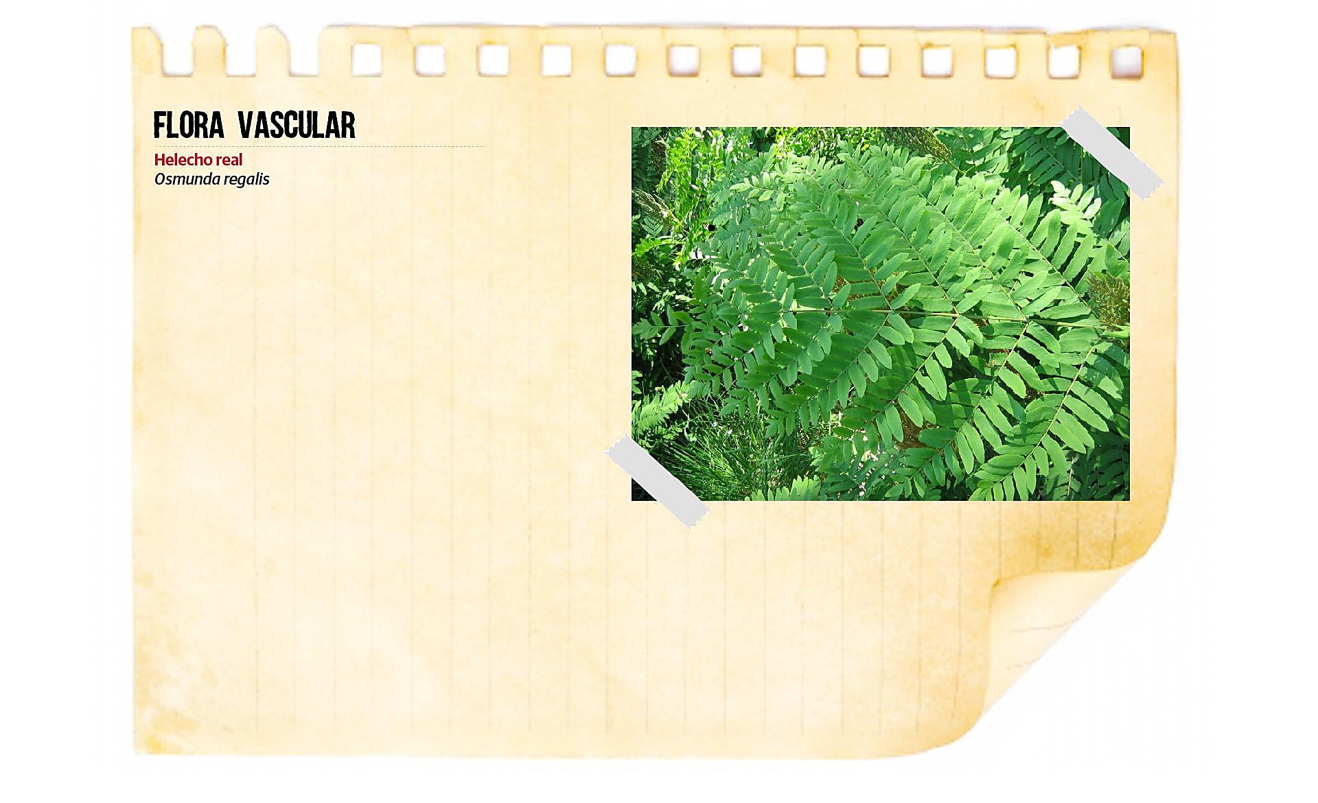 Scroll Story imagen 7