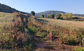 La vegetación vuelve a apoderarse del camino que se abrió para acceder al paraje, en el que de momento no se van a realizar más actuaciones.