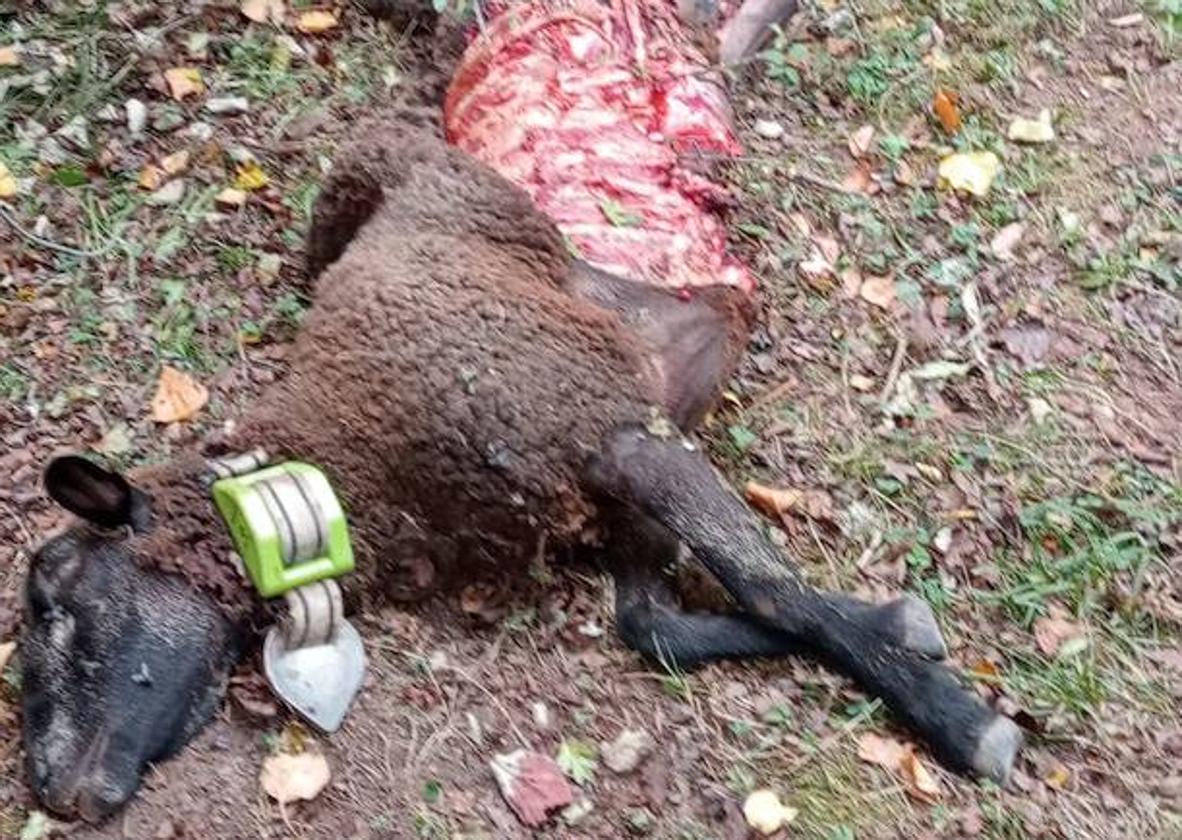 Nuevo ataque de un lobo a un rebaño de ovejas en Castroviejo