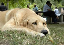 El mastín, un perro de «guardia y custodia» que «avisa y no ataca»