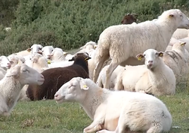 700 ovejas, cabras y perros, pendientes de los políticos