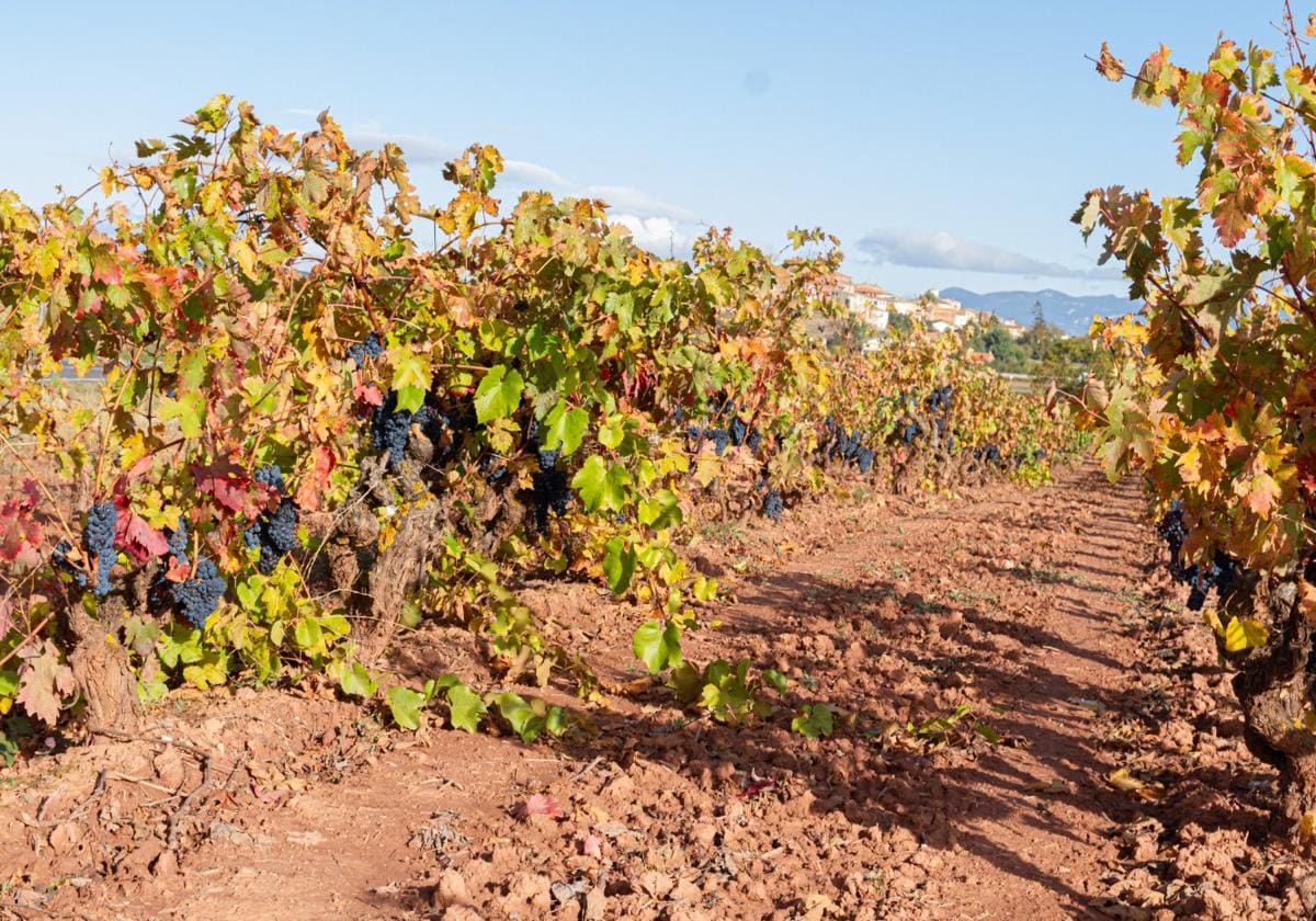 Imagen de un viñedo sin vendimiar esta misma semana, entre Arenzana de Abajo y Tricio.
