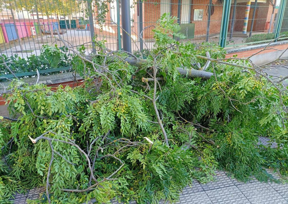 Imagen secundaria 1 - Múltiples incidencias en Logroño por los fuertes vientos