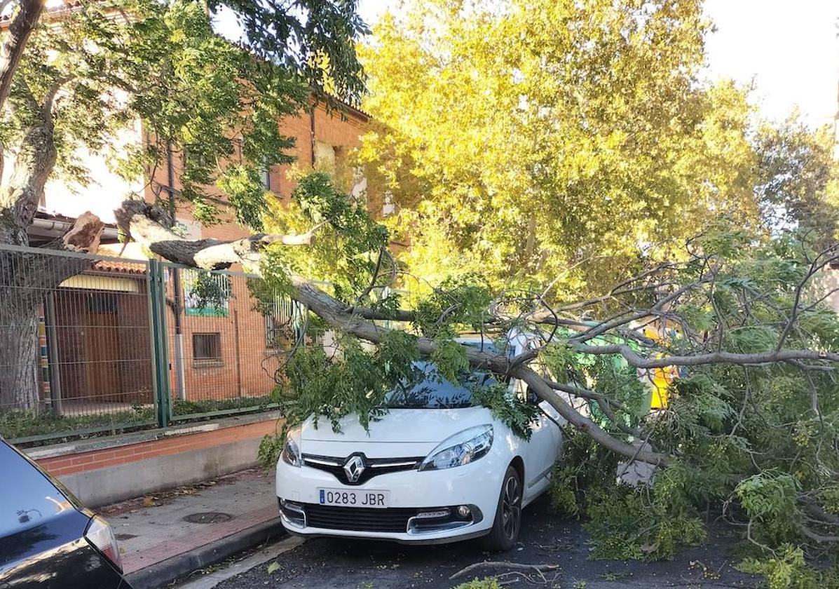 Rama caída sobre un coche en Varea.