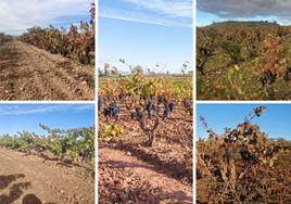 Los viñedos de los que Rioja se olvida