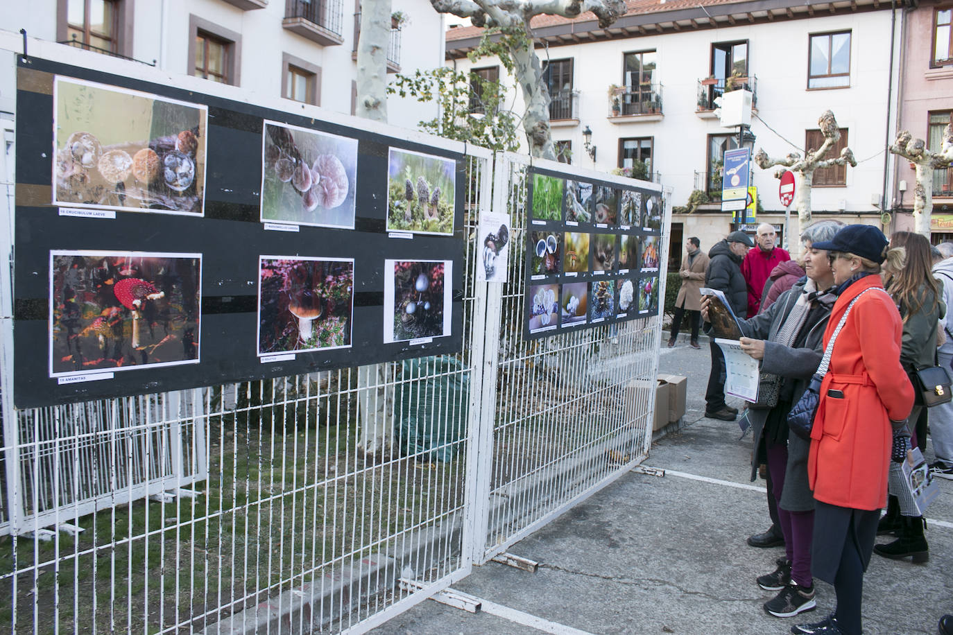 XXXI Jornadas Micológicas de Ezcaray