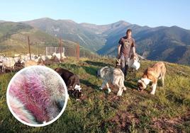 León, Estrella, Sol y Laika son alimentados en Monte Mayor (Ezcaray), junto al rebaño de ovejas que cuidan. En detalle, uno de los perros heridos.