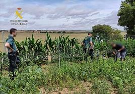 Localizada desde el helicóptero de la Guardia Civil una plantación de marihuana oculta en Cañas