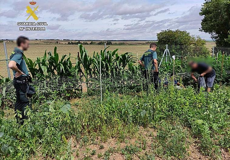 Localizada desde el helicóptero de la Guardia Civil una plantación de marihuana oculta en Cañas