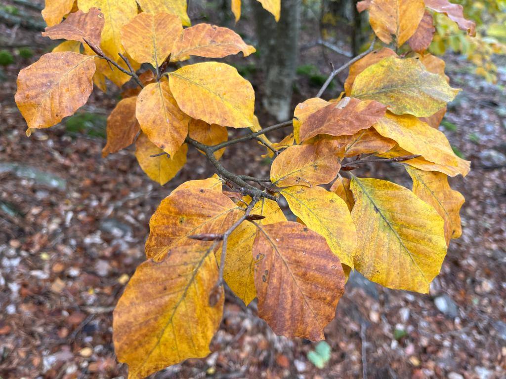 Otoño en el monte riojano