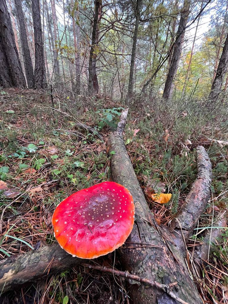 Otoño en el monte riojano