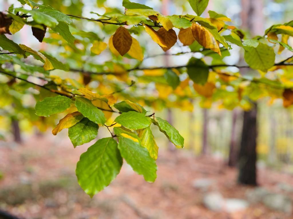 Otoño en el monte riojano