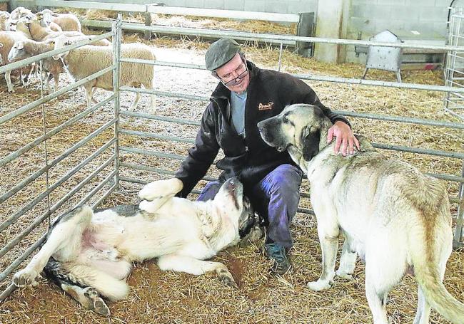 Parte del rebaño de ovejas, cabras y mastines en una de las nuevas naves de la Escuela de Pastores de La Rioja, en Brieva de Cameros.