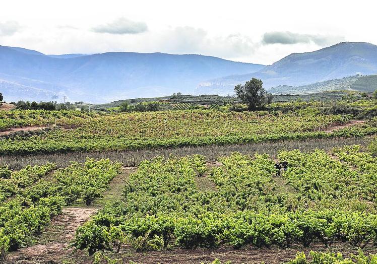 Valdechuecas, en Cárdenas, de donde nacen las garnachas que dan lugar a Octogenarius.