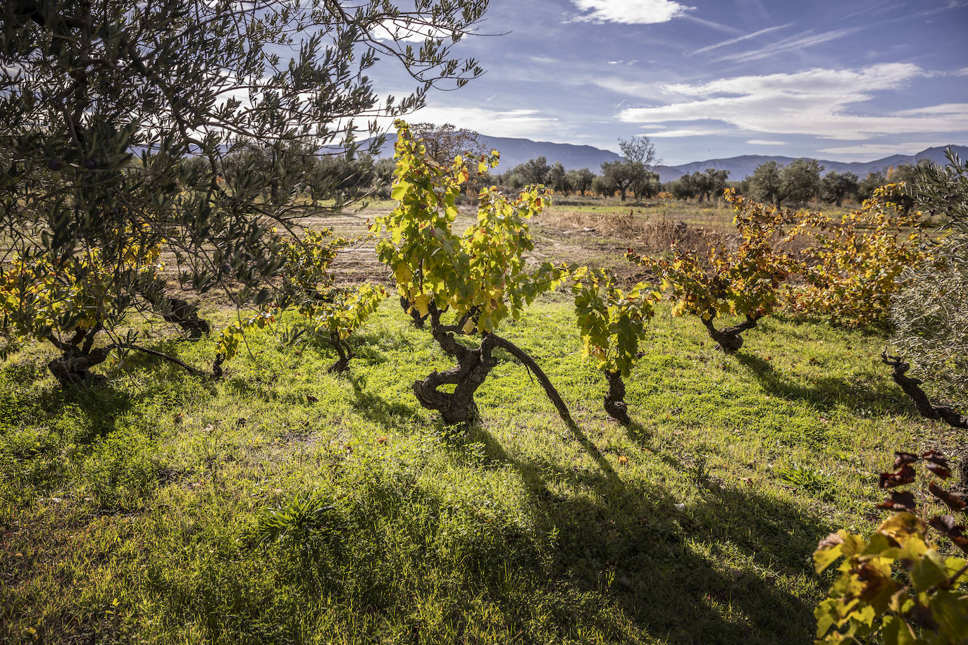 Las cepas con 'artritis', entre los olivos de la zona.