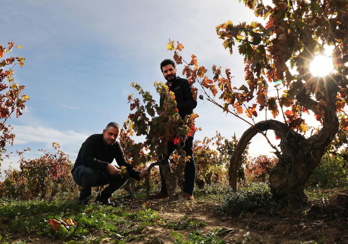 Roberto Vicente y Alfonso Arciniega en El Estudiante, un viñedo recuperado por Bodegas Orben.