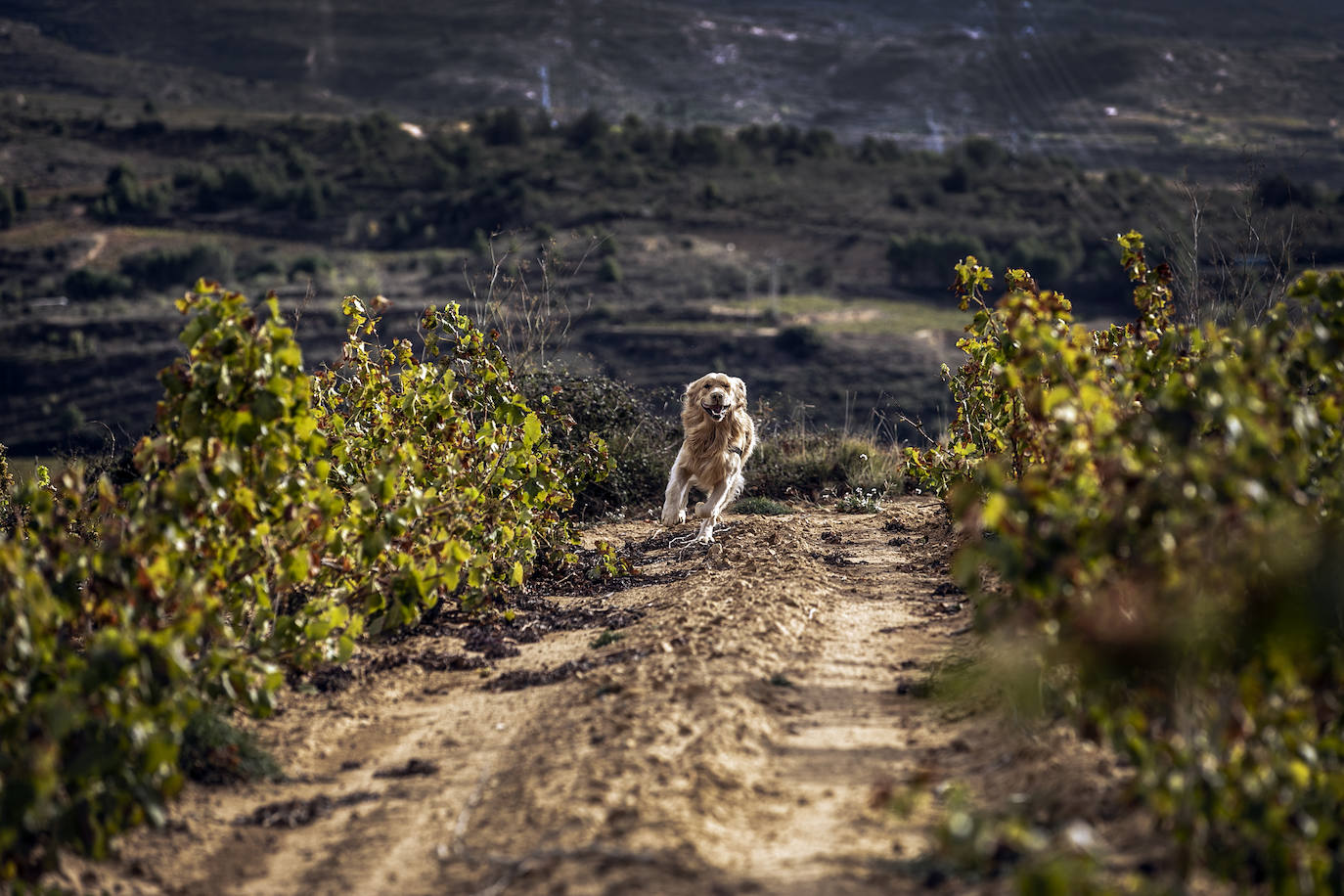 Los paisajes del Rioja