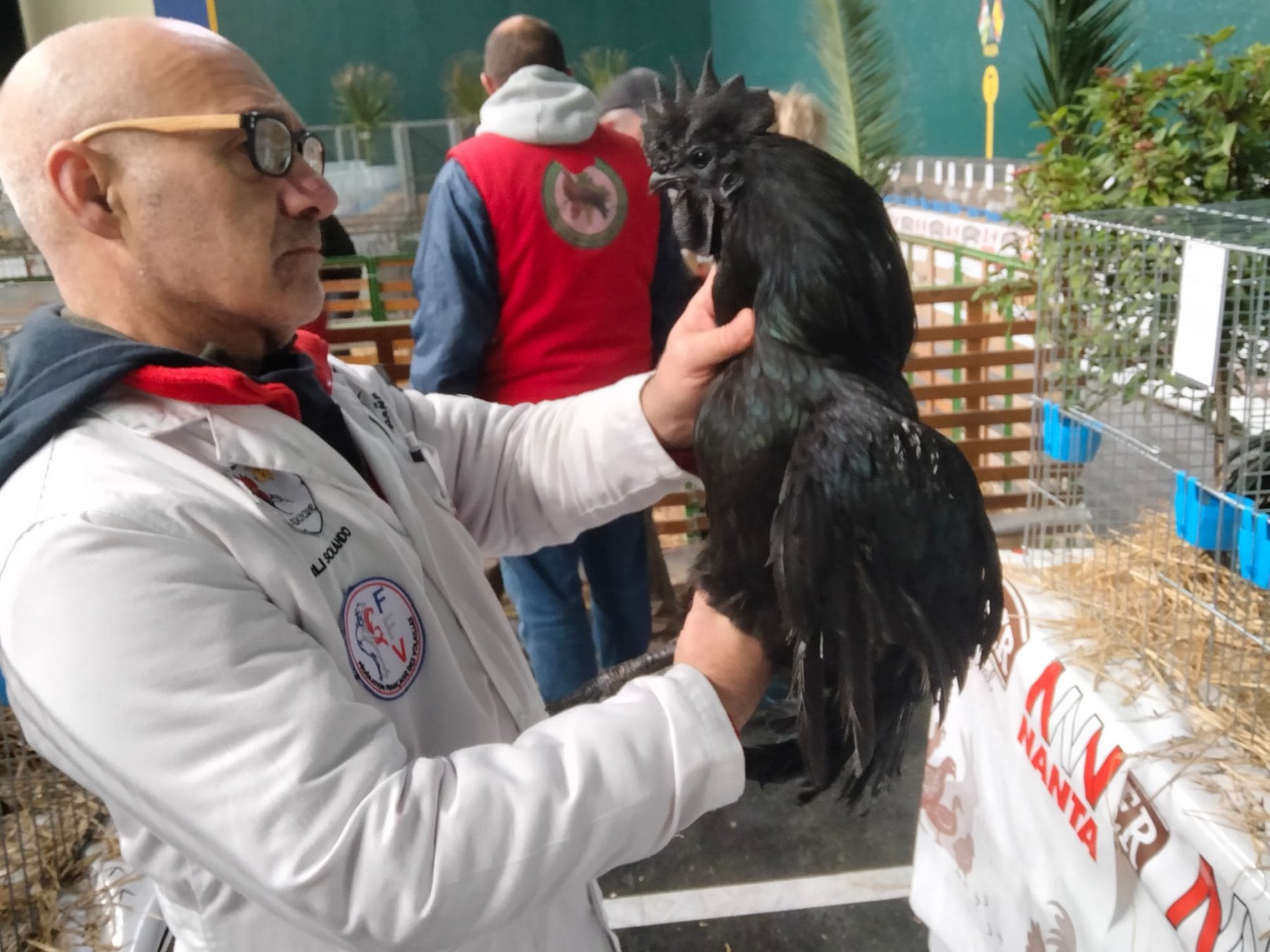 Al rescate de razas casi extintas, como la gallina camerana