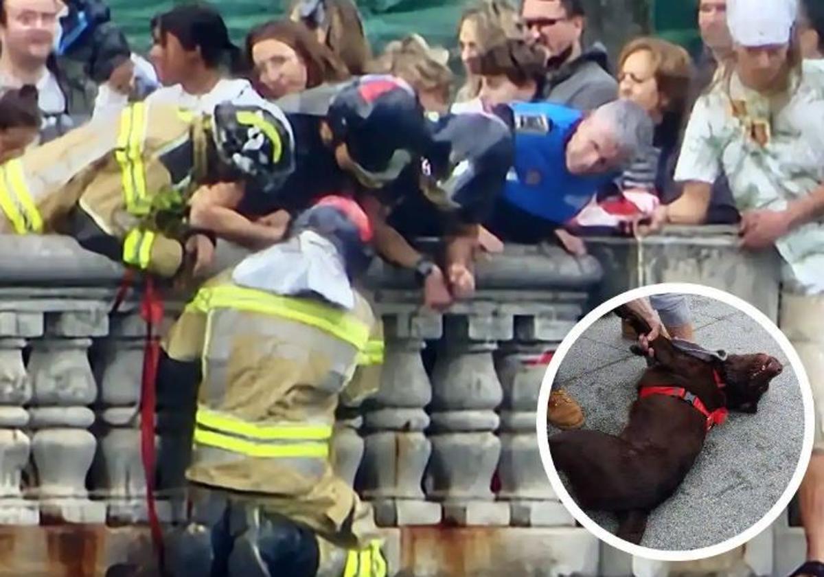 Angustioso rescate a un perro que quedó atrapado en una balaustrada en Gijón