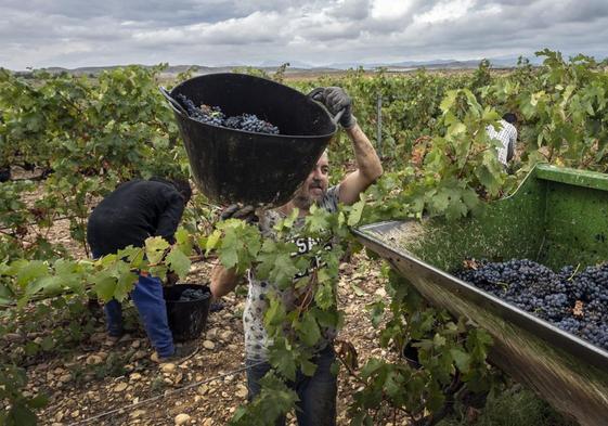 ARAG-Asaja y UAGN proponen reducir el rendimiento de producción de uva tinta al 85%.