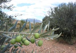 Un riojano denuncia el robo de más de 5.000 kilos de olivas en varias fincas de Ausejo y pide «colaboración ciudadana»