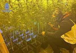 Tres detenidos al desmantelar una plantación de 'maría'