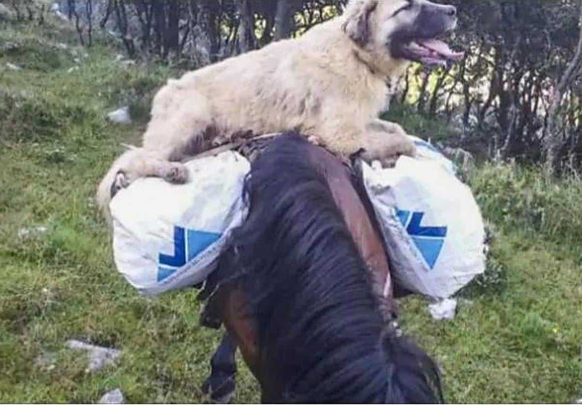 Imagen de Chulo sobre un caballo, cedida por el ganadero.