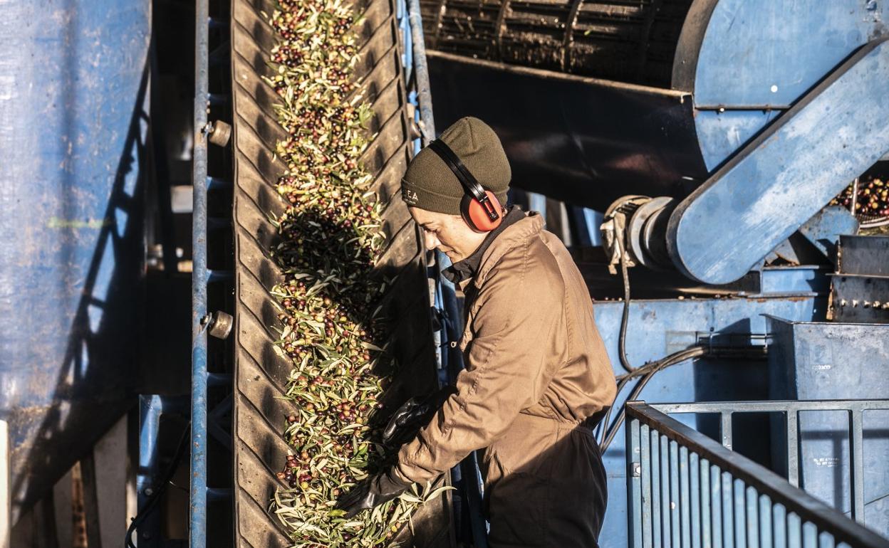 Llegada de aceitunas al trujal de Galilea, en una campaña marcada por la escasez de la cosecha. 