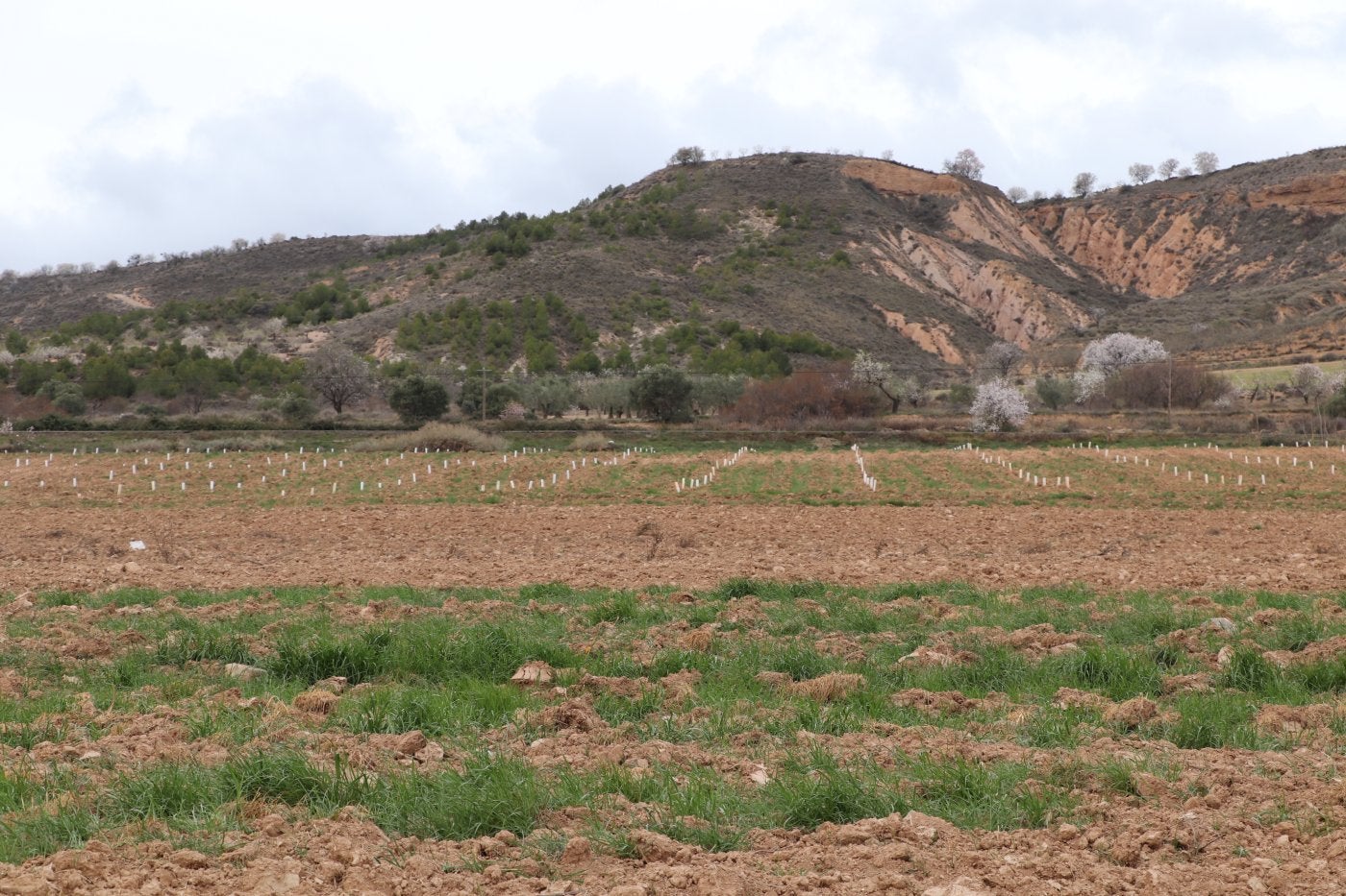 La segunda fase de mejora del regadío de Mabad dará continuidad a la primera, finalizada hace ahora un año. 