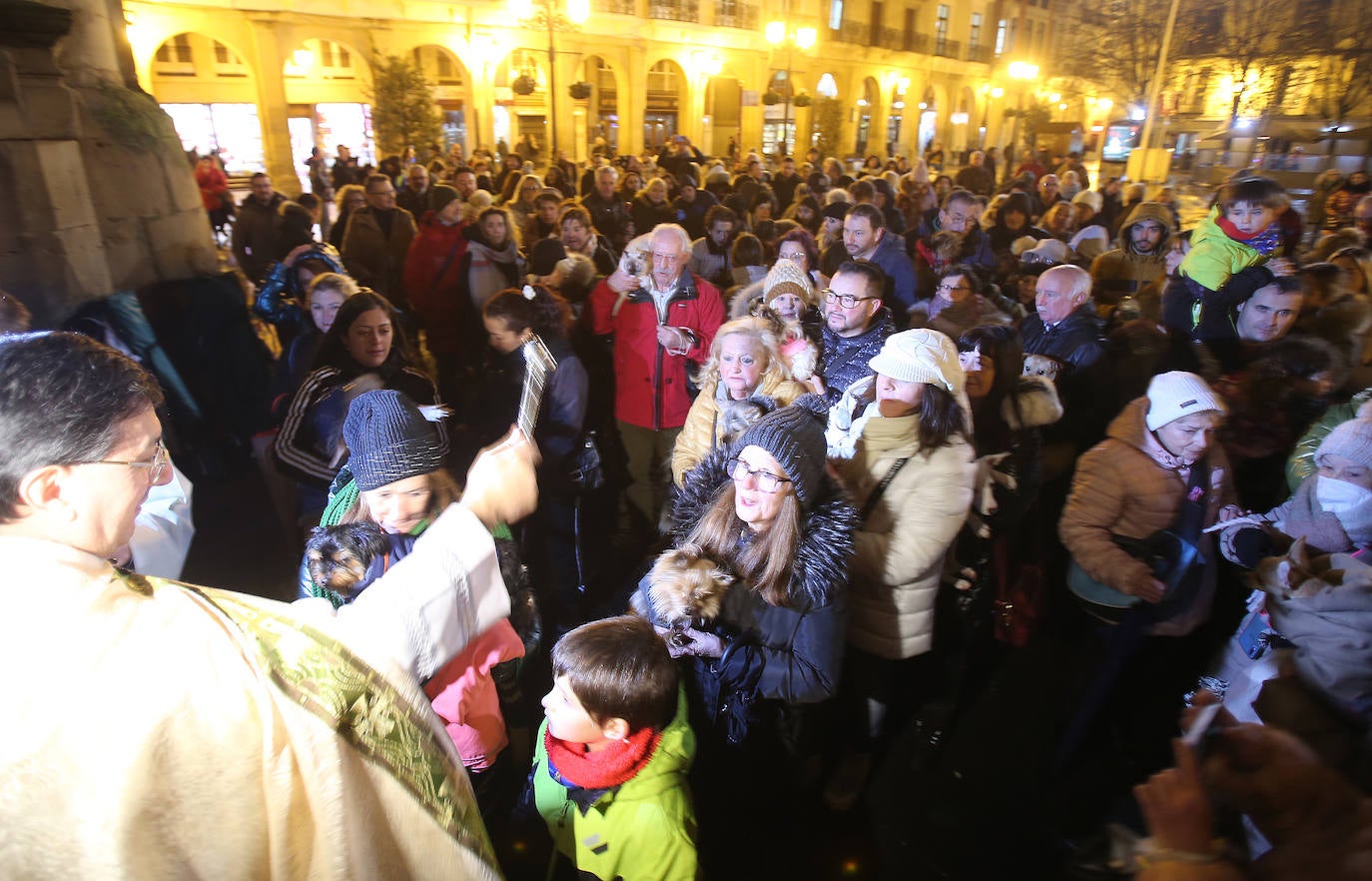 Bendición de animales en Logroño.