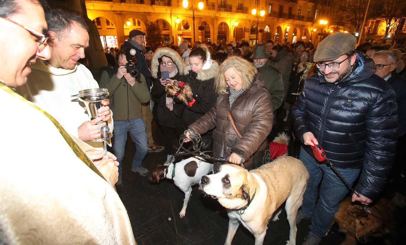 Bendición de animales en Logroño.