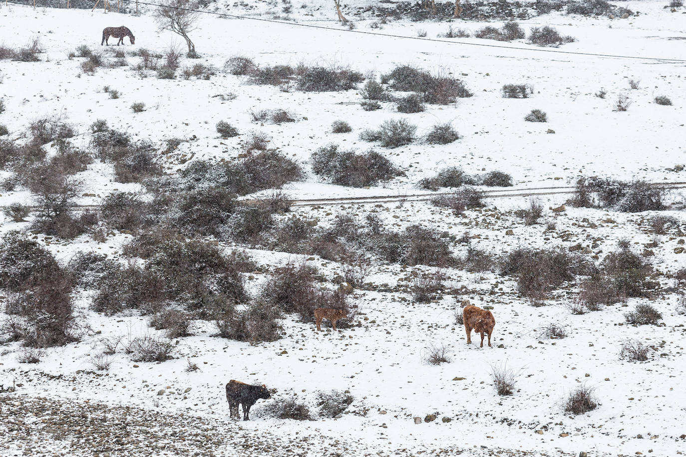 Fotos: las primeras nieves tiñen parte de La Rioja de blanco