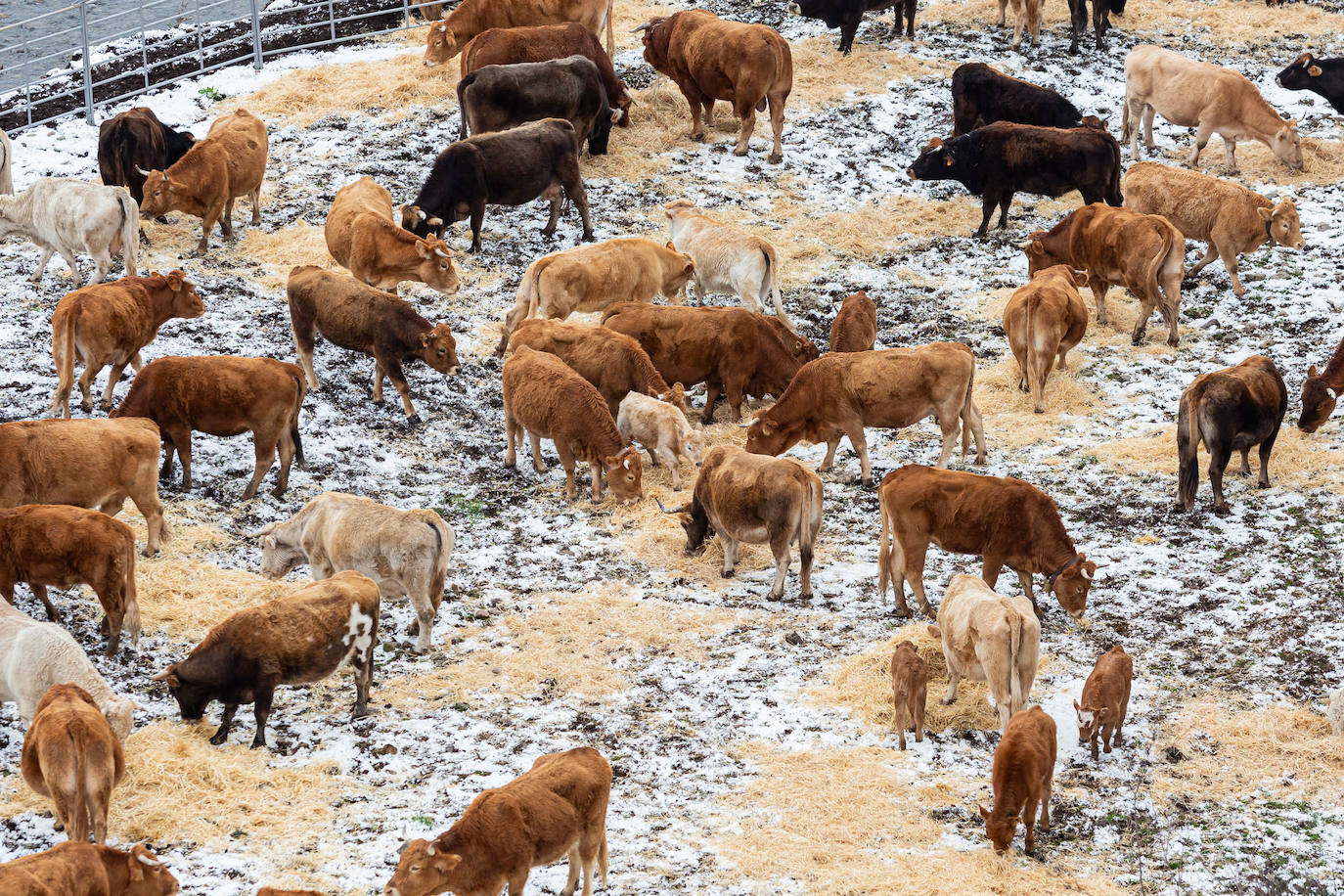 Fotos: las primeras nieves tiñen parte de La Rioja de blanco