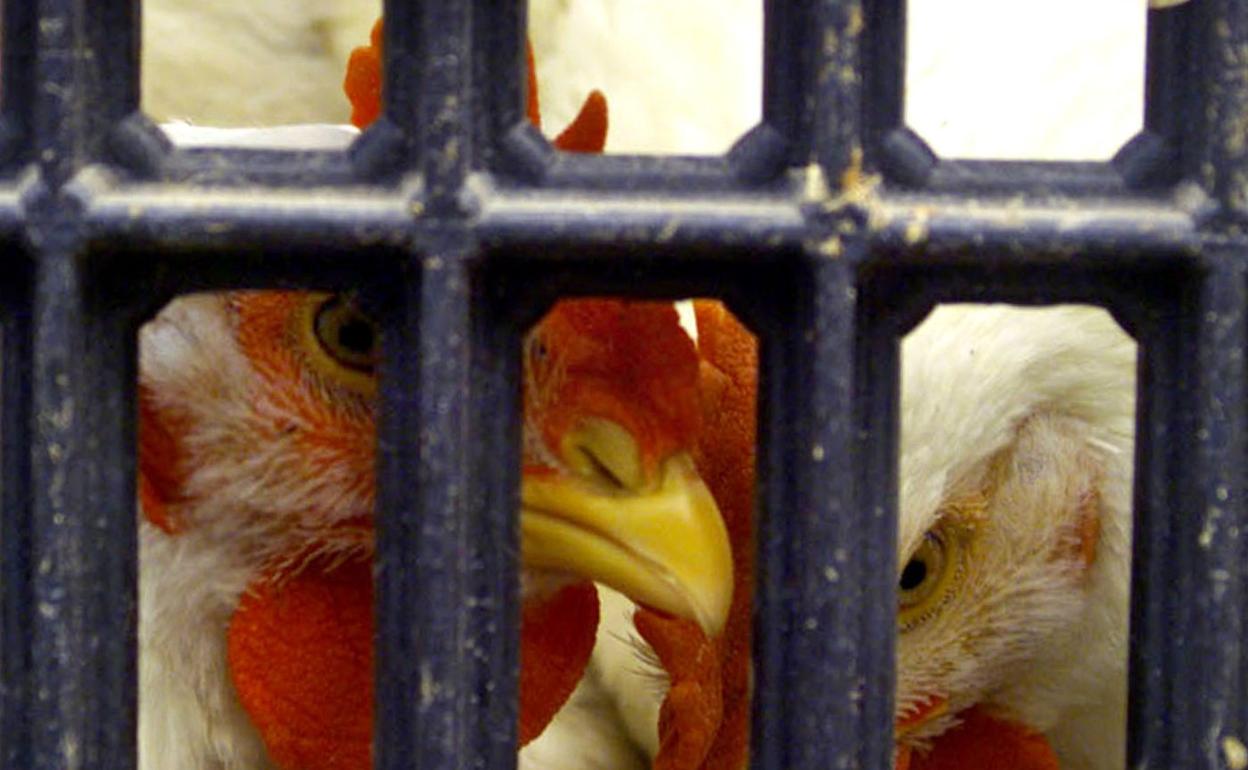 Gallos y gallinas en una jaula, en una granja avícola. 