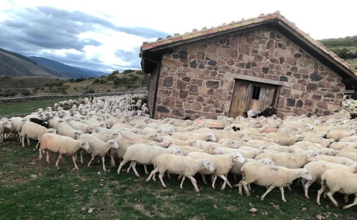 Rebaño de ovejas en Brieva de Cameros. 