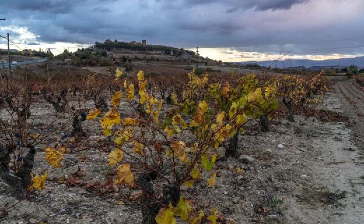 Viñedos en Rioja Alavesa