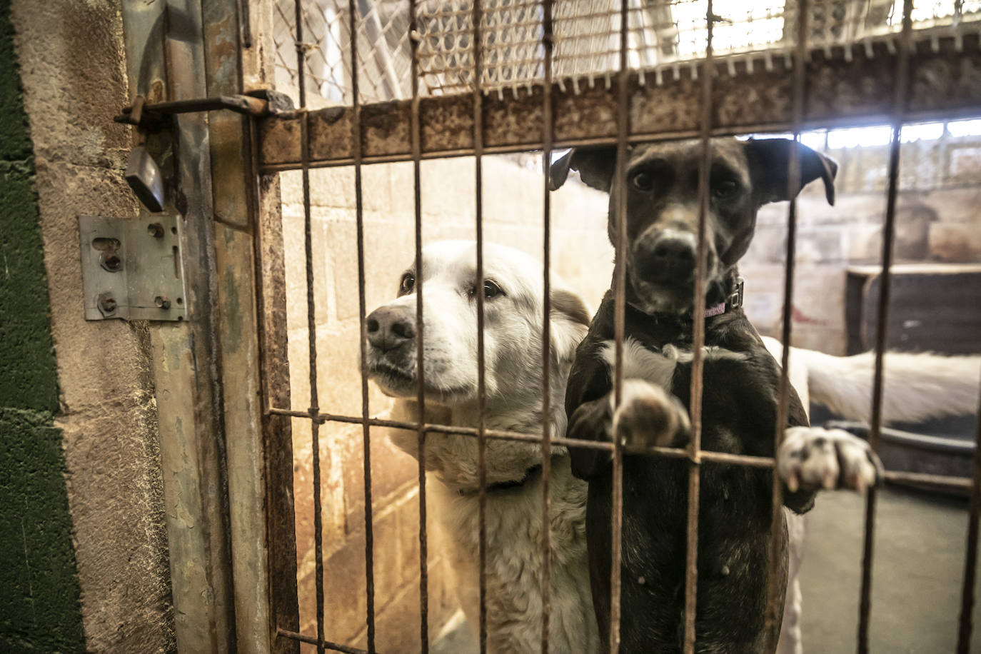 Dos perrros esperan en su jaula a ser adoptados.