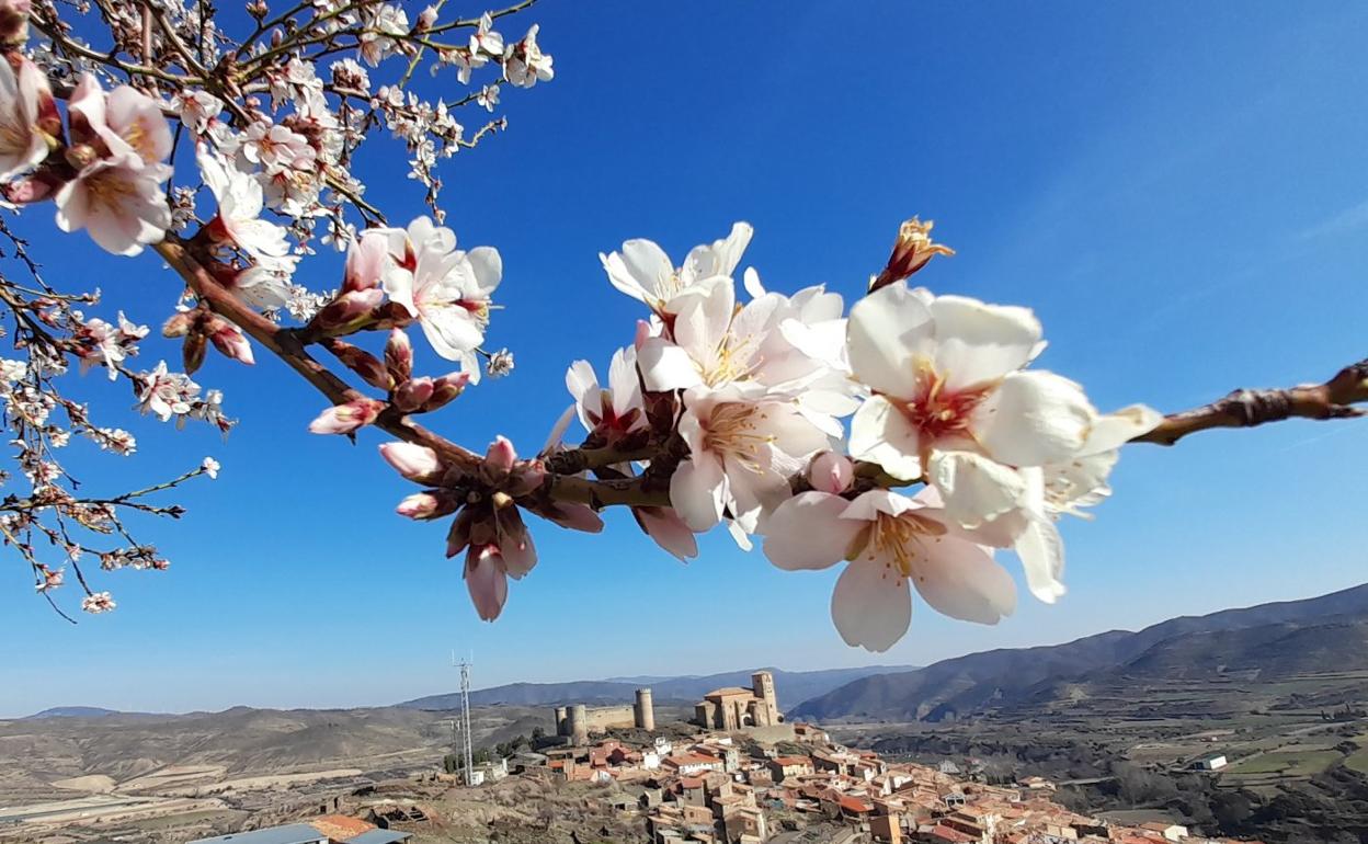 Flores abiertas de un almendro con el pueblo de Cornago al fondo, ayer. 