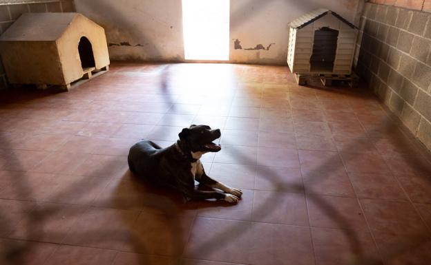 Un perro potencialmente peligroso descansa en el refugio de Animales Rioja.