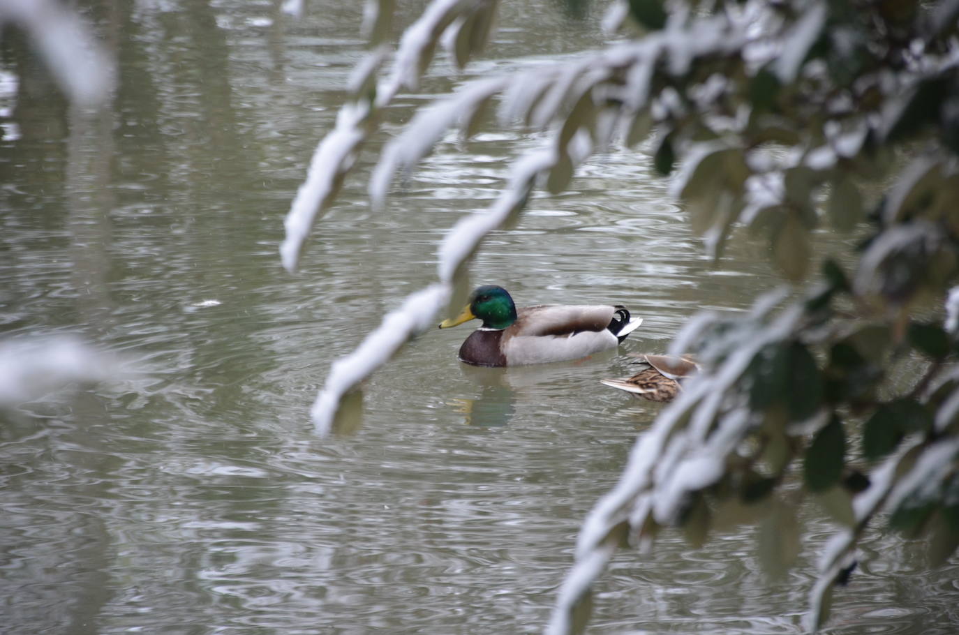 Fotos: Calahorra, epicentro de la nevada en el valle del Ebro