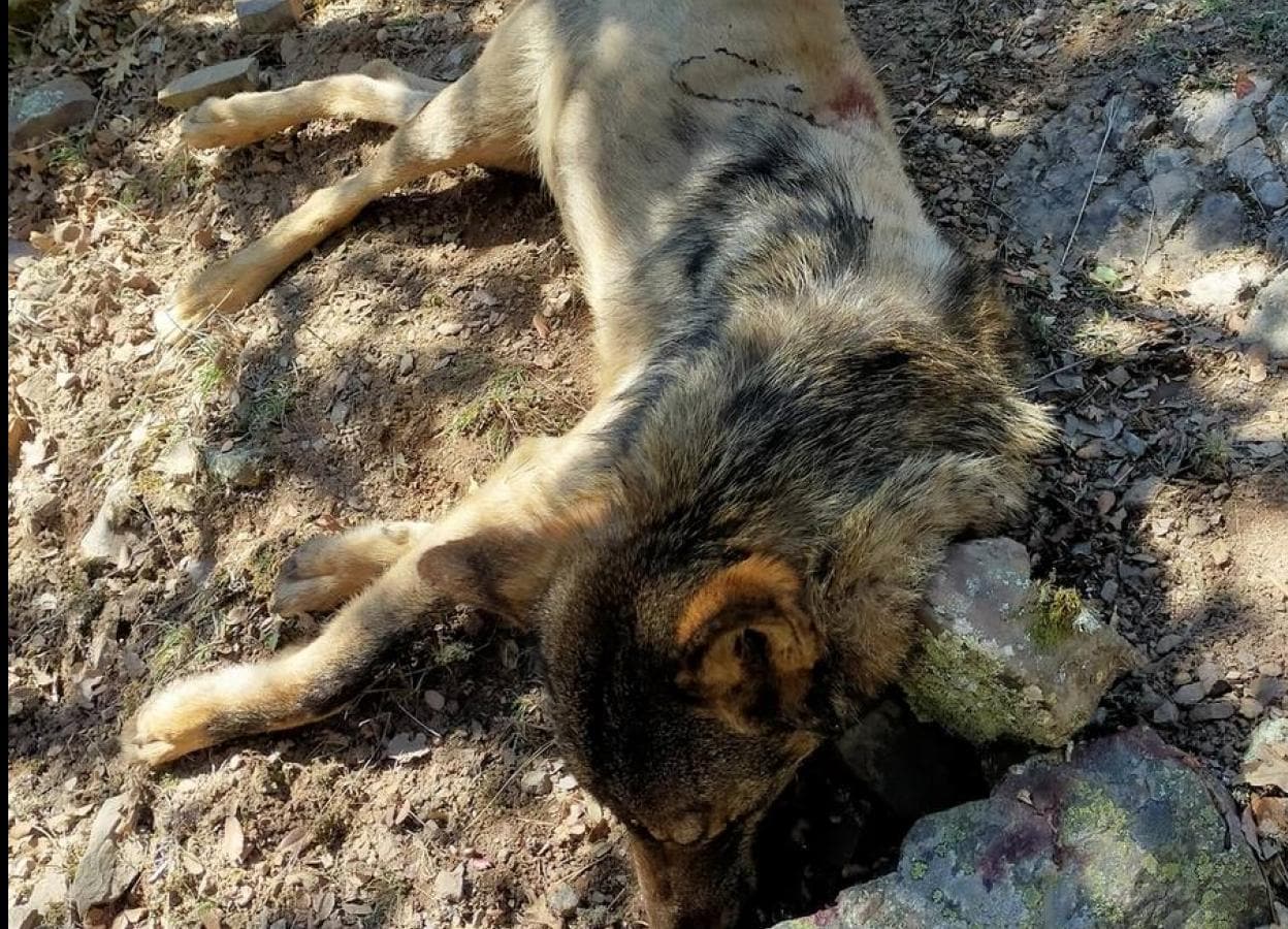 Aparece muerto por disparo un lobo en Montenegro de Cameros (Soria) | La  Rioja