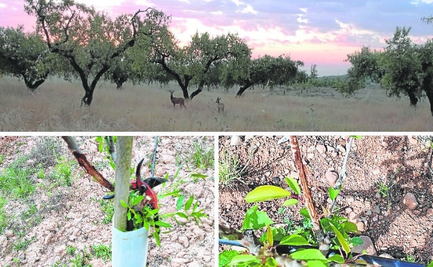 Corzos en un campo de La Rioja Baja y detalles de algunos daños, incluso en árboles con protectores de plástico. 