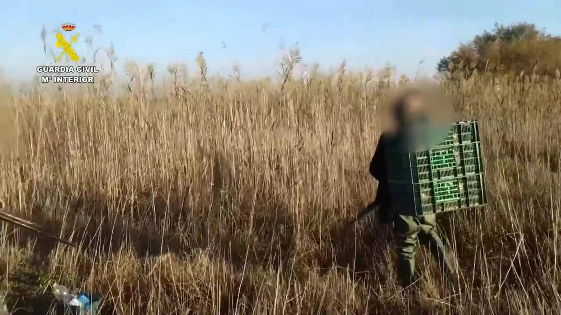 Sorprendidos cazando patos salvajes en terrenos de Doñana en el término de Isla Mayor (Sevilla)