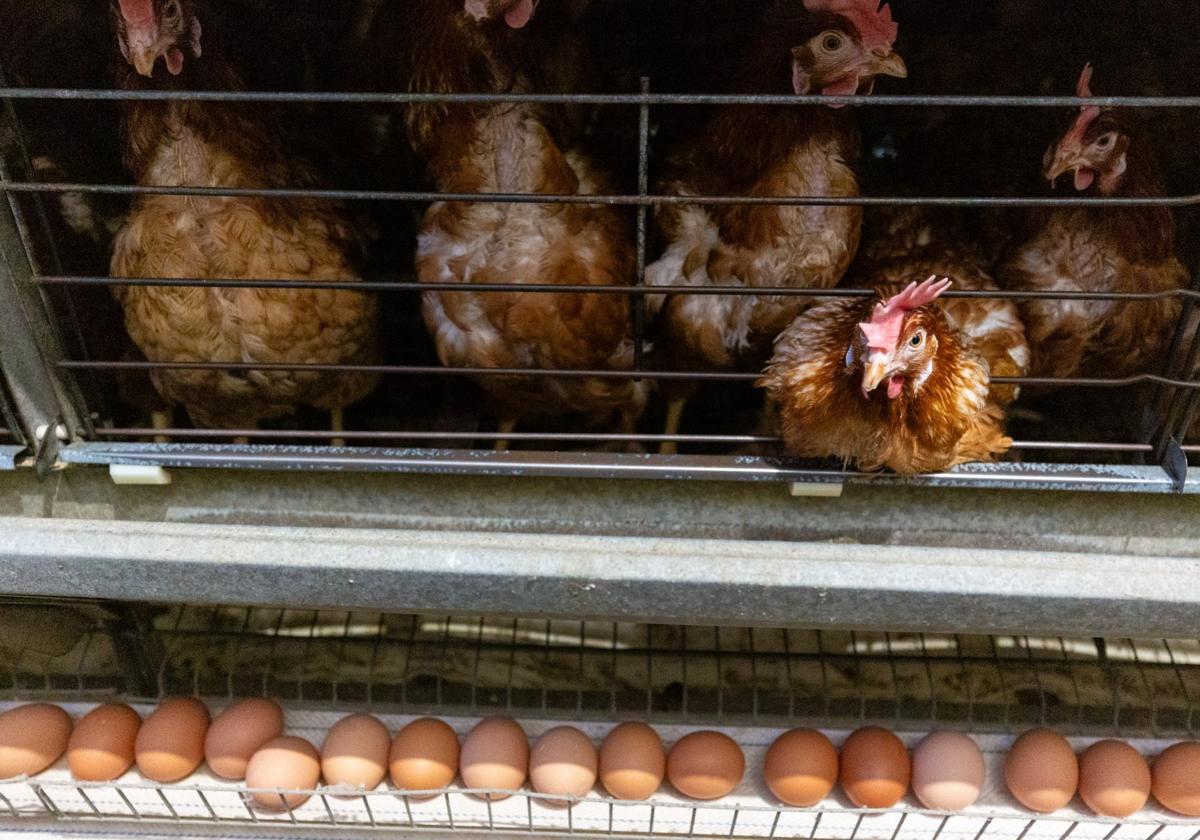 En la parte superior, las gallinas ponedoras; debajo los huevos para ser retirados.