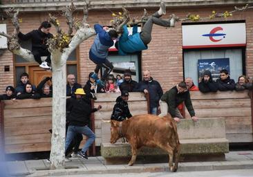 Las astas, principal atracción festiva