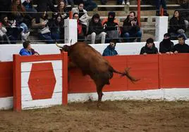 Una de las vacas de la suelta de este jueves intentando saltar la barrera de la plaza de toros de Aldeanueva.