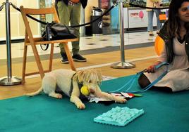 Un perro juega con un juguete durante un curso de aprendizaje en el Berceo.