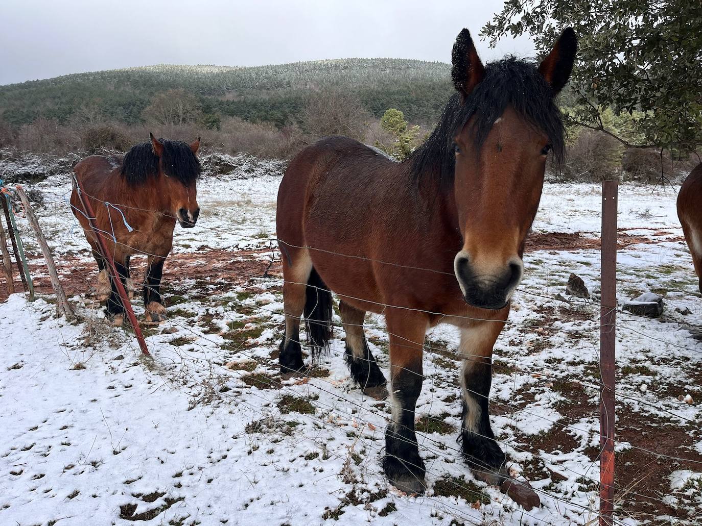 Caballos sobre una ligera capa de nieve en El Rasillo